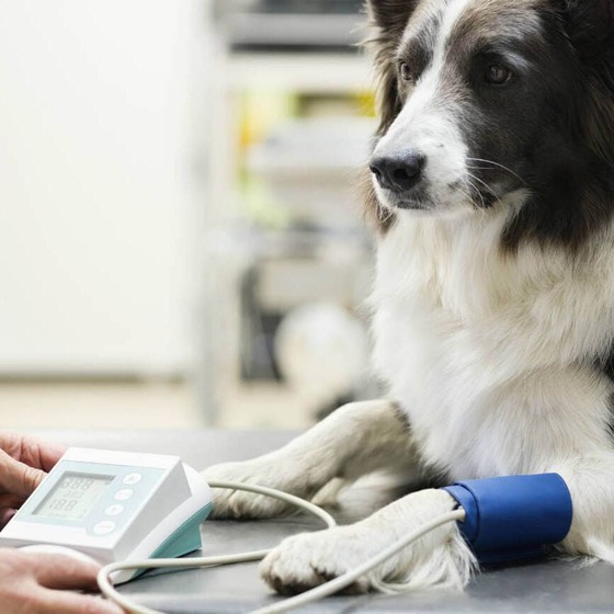 Exames complementares veterinários