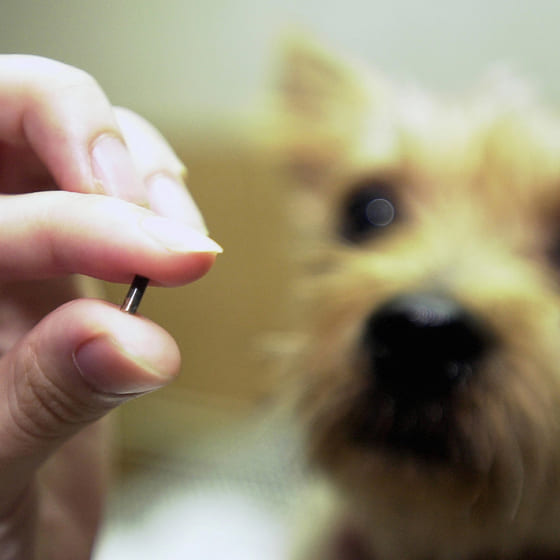 Microchip animais